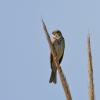 Corn Bunting